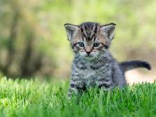 Adorable Kittens for Sale! 2 Female Reservations Available! - Photo 2