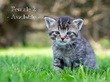 Adorable Kittens for Sale! 2 Female Reservations Available! - Photo 3