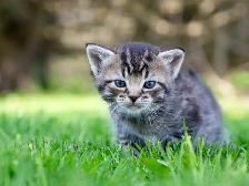 Adorable Kittens for Sale! 2 Female Reservations Available! - Photo 4