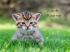 Adorable Kittens for Sale! 2 Female Reservations Available! - Photo 5