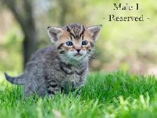 Adorable Kittens for Sale! 2 Female Reservations Available! - Photo 6