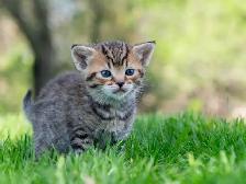 Adorable Kittens for Sale! 2 Female Reservations Available! - Photo 7