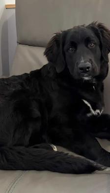Femelle Lebernois chiot - Photo 3