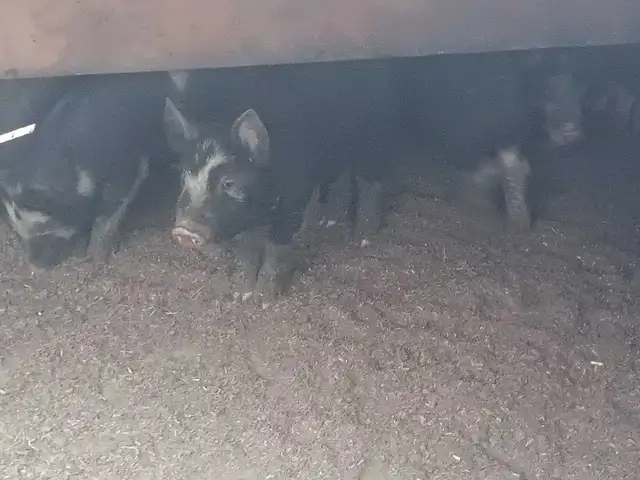 Berkshire pig