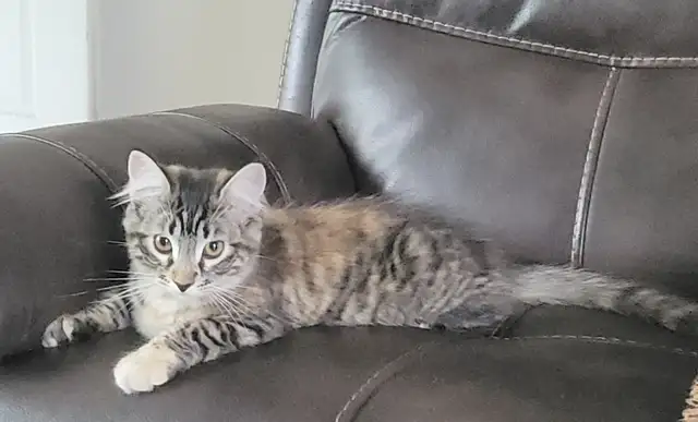 Chaton semi angora