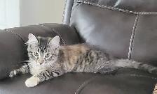 Chaton semi angora