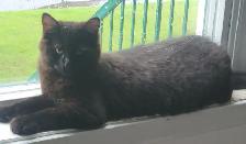 Chaton semi angora - Photo 2