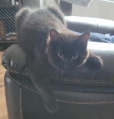 Chaton semi angora - Photo 3