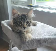 Chaton semi angora - Photo 4