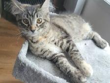 Chaton semi angora - Photo 5