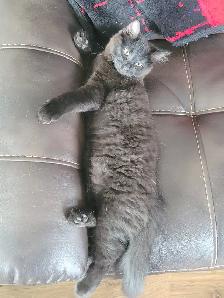 Chaton semi angora - Photo 6