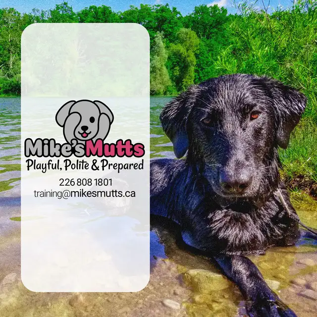 In-home, Private Dog Training