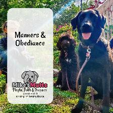In-home, Private Dog Training - Photo 3