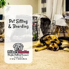 In-home, Private Dog Training - Photo 5