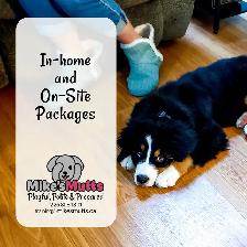 In-home, Private Dog Training - Photo 6