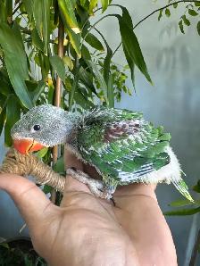 Alexandrine Babies parrot
