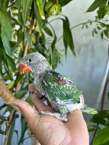 Alexandrine Babies parrot - Photo 4