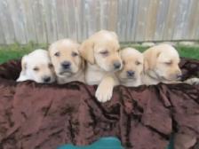 Purebred, Yellow Labrador Retriever Puppies, Registered with CKC