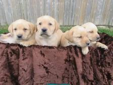 Purebred, Yellow Labrador Retriever Puppies, Registered with CKC - Photo 2