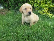 Purebred, Yellow Labrador Retriever Puppies, Registered with CKC - Photo 3