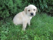 Purebred, Yellow Labrador Retriever Puppies, Registered with CKC - Photo 4