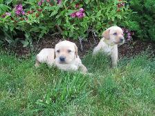 Purebred, Yellow Labrador Retriever Puppies, Registered with CKC - Photo 5