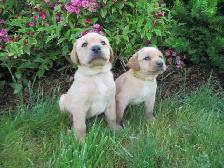 Purebred, Yellow Labrador Retriever Puppies, Registered with CKC - Photo 6