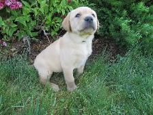 Purebred, Yellow Labrador Retriever Puppies, Registered with CKC - Photo 7