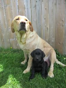 Purebred, Yellow Labrador Retriever Puppies, Registered with CKC - Photo 8