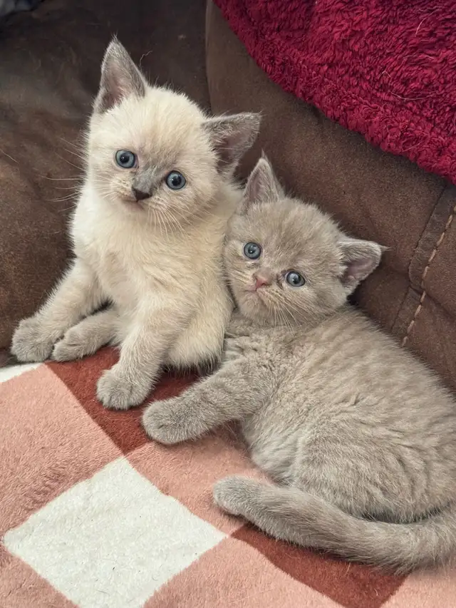 Scottish fold Siamese kittens