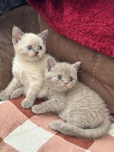 Scottish fold Siamese kittens - Photo 2