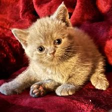 Scottish fold Siamese kittens - Photo 3