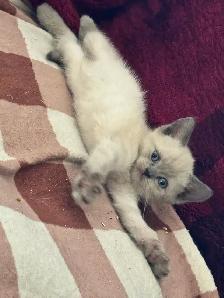 Scottish fold Siamese kittens - Photo 6
