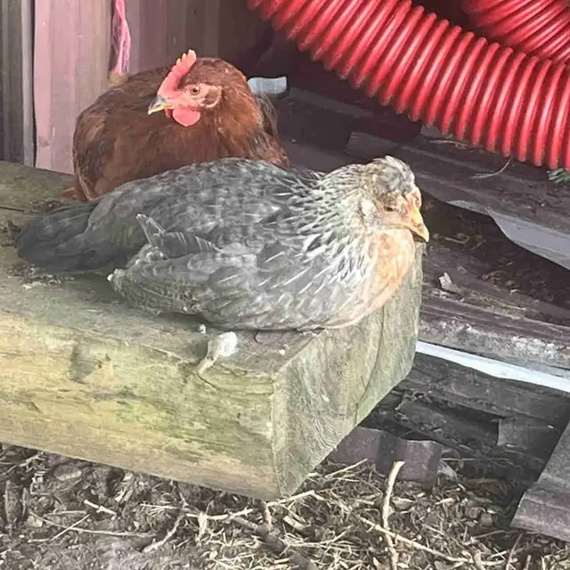 ISO CHICKEN -  chick/pullet