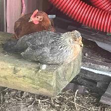 ISO CHICKEN -  chick/pullet