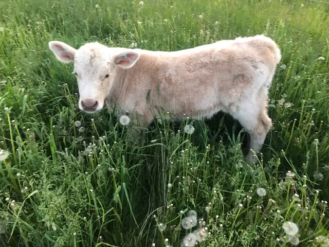 145 lbs Charolais x angus bull calf
