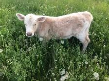 145 lbs Charolais x angus bull calf