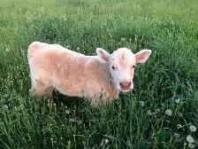 145 lbs Charolais x angus bull calf - Photo 2