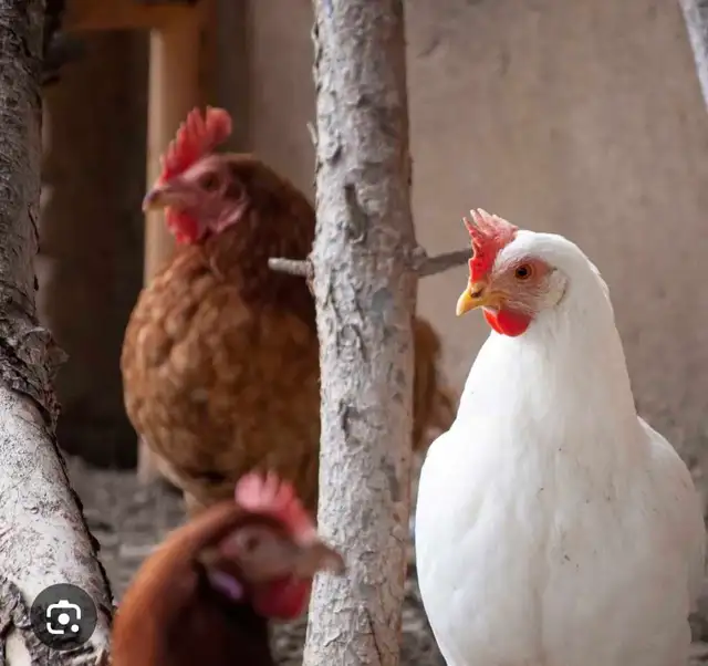 poule et coq