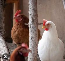 poule et coq