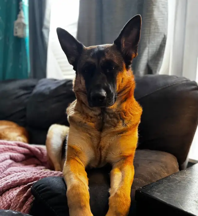 German Shepherd/Golden mountain dog