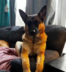 German Shepherd/Golden mountain dog