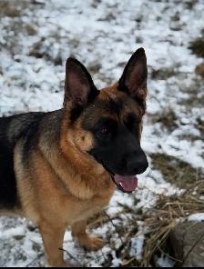 German Shepherd/Golden mountain dog - Photo 5