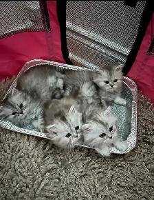 Chatons Persan À Vendre 700 $ !