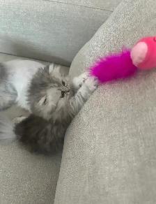 Chatons Persan À Vendre 700 $ ! - Photo 2