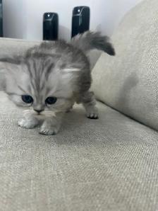 Chatons Persan À Vendre 700 $ ! - Photo 6