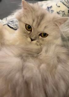 Chatons Persan À Vendre 700 $ ! - Photo 8