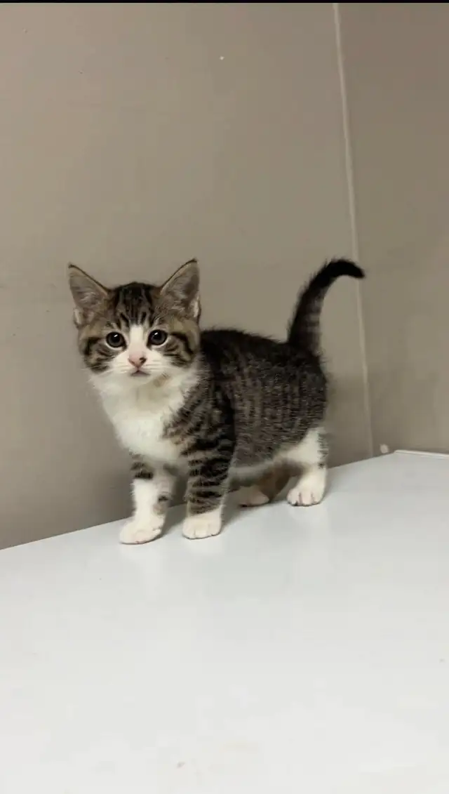 baby kittens for sale