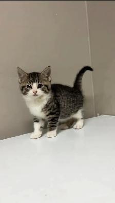 baby kittens for sale