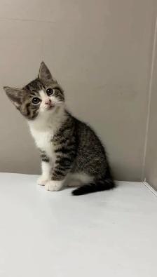 baby kittens for sale - Photo 2